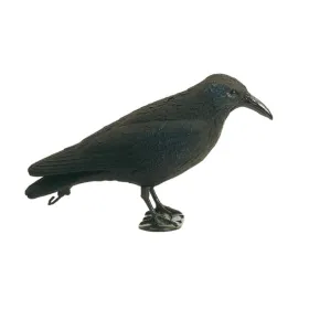 Appelant corbeau
