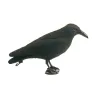 Appelant corbeau